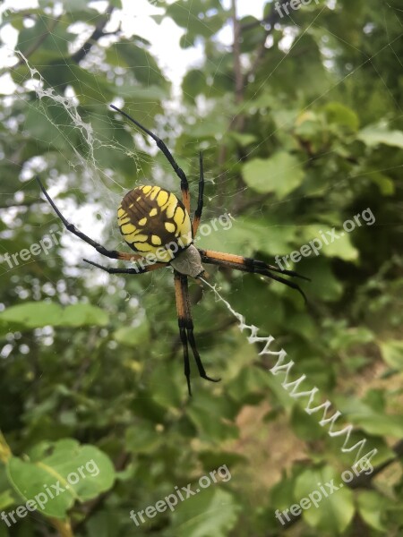 Spider Golden Orb Weaver Web