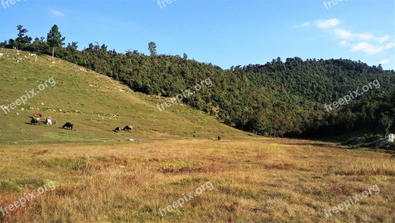 Hills Grassland Meadow Forest Animals