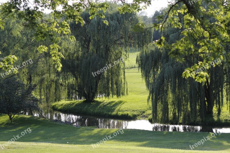 Weeping Willows Willows Stream Natural Scenery