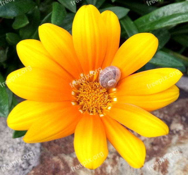 Gazania Flower Golden Yellow Snail