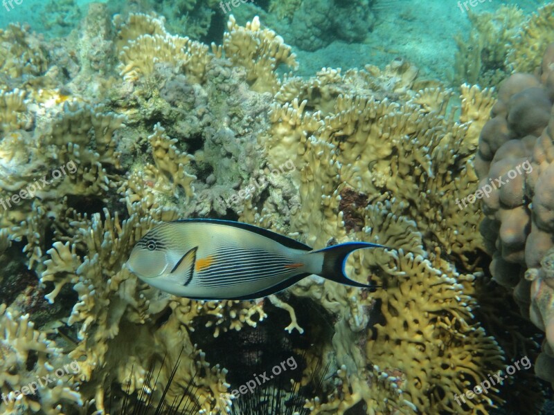 Sea Red Barrier Reef Free Photos