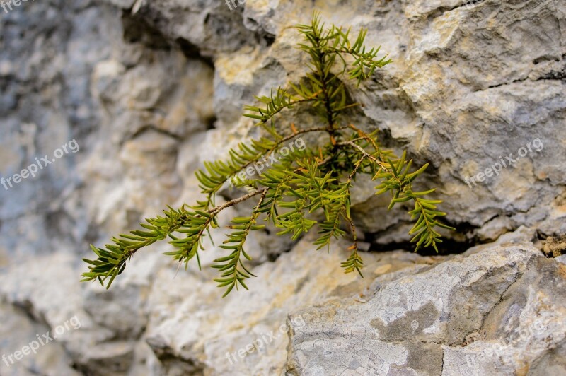 Plant Rock Stones Nature Forest