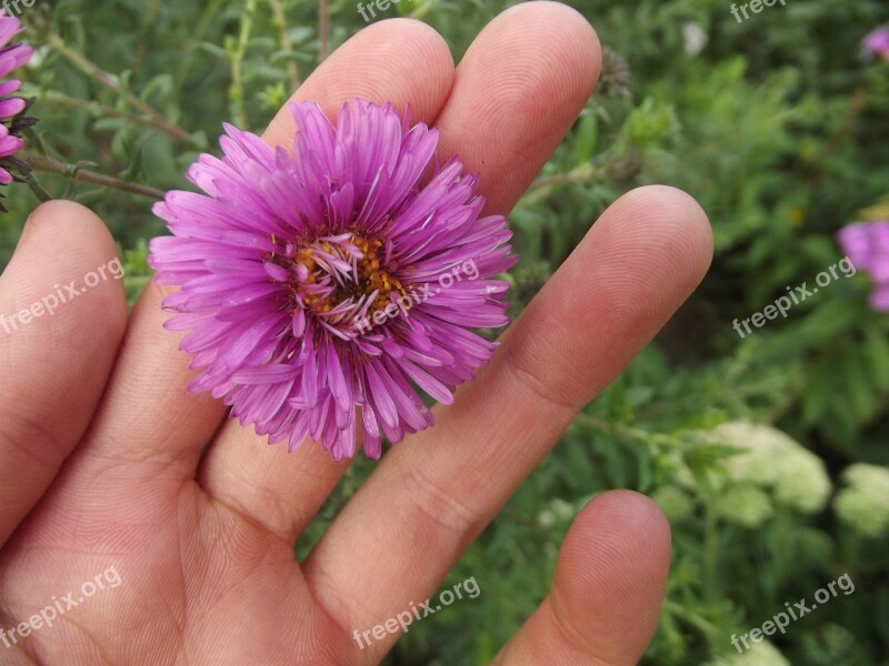 Flower Plant Summer Beautiful Flower Flowers