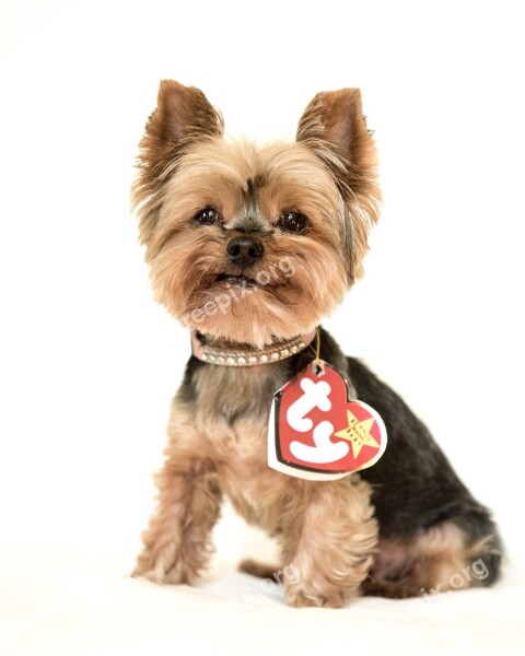 Yorkshire Terrier Yorkie Beanie Baby Small Pet