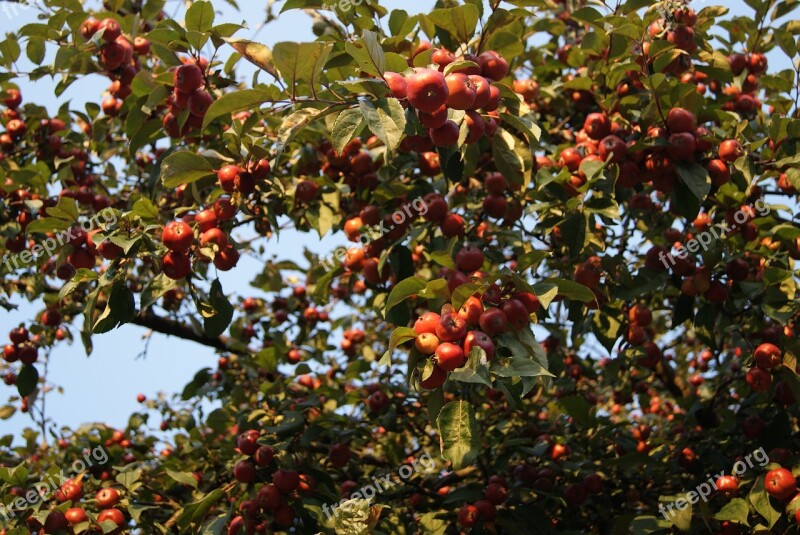 Apples Tree Fruiting Tree Fruit Nature