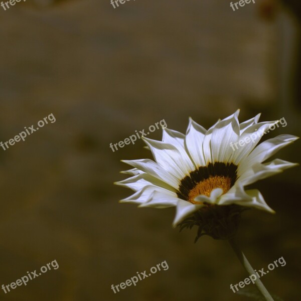 Flower Nature Color Flowers Spring