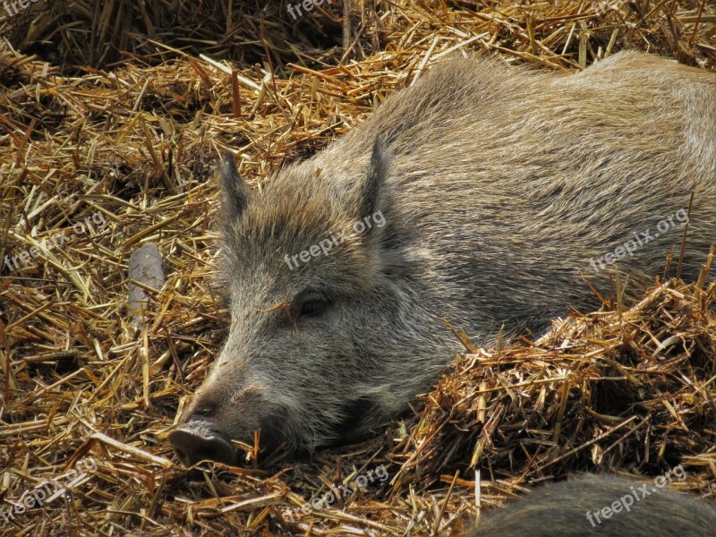 Boar Pig Straw Lying Launchy