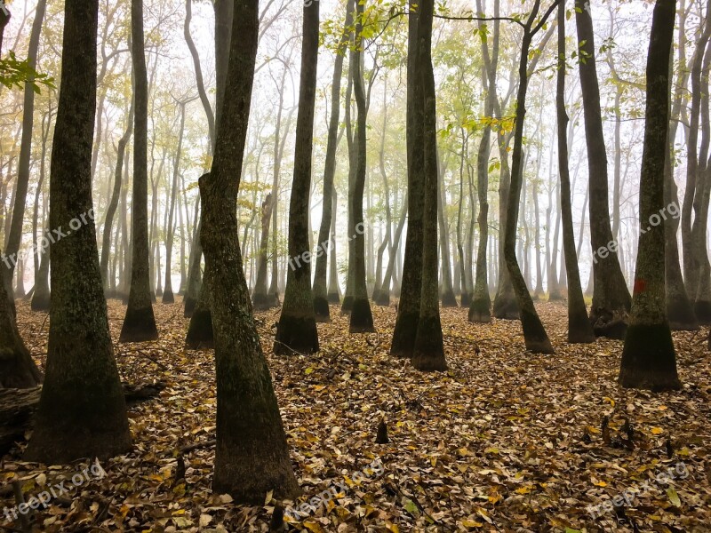 Forest Woods Wood Fog Foggy