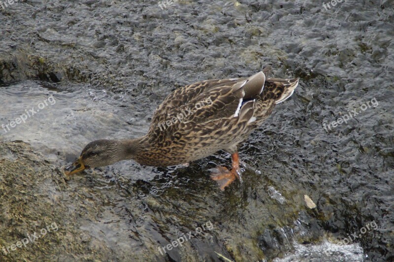 Duck Mallard Female Water Bird Bird