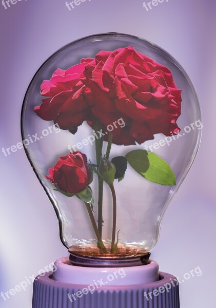 Bulb Rose Light Flower Floral