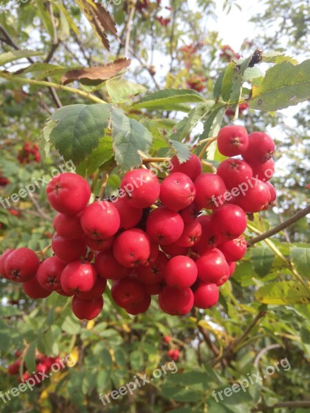 Rowanberries Plant Close Up Berry Red Free Photos