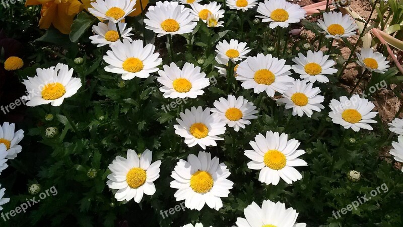 Flowers Flower Gardens Yellow Flower White Flower Garden