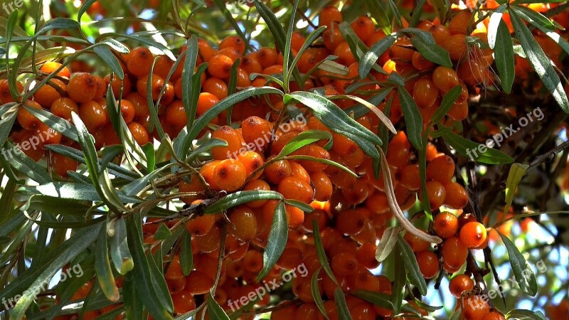 Berry Sea-buckthorn Closeup Fruit Sea Buckthorn