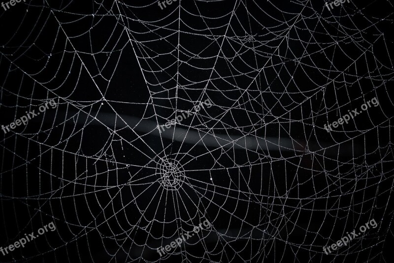 Spider Web Network Radial Spider Web