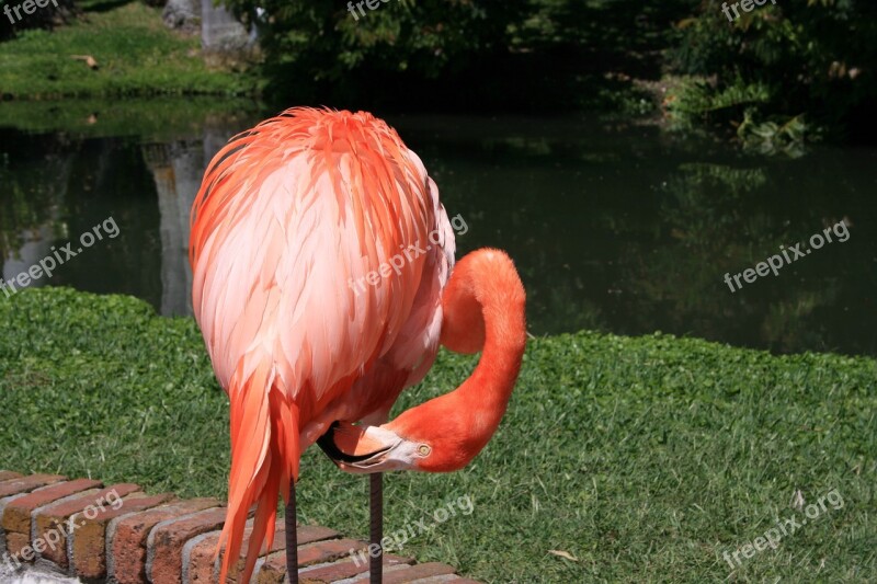 Flamingo Pink Birds Exotic Free Photos