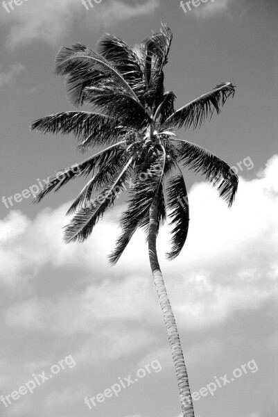 Palm Tree Black White Palm Tree