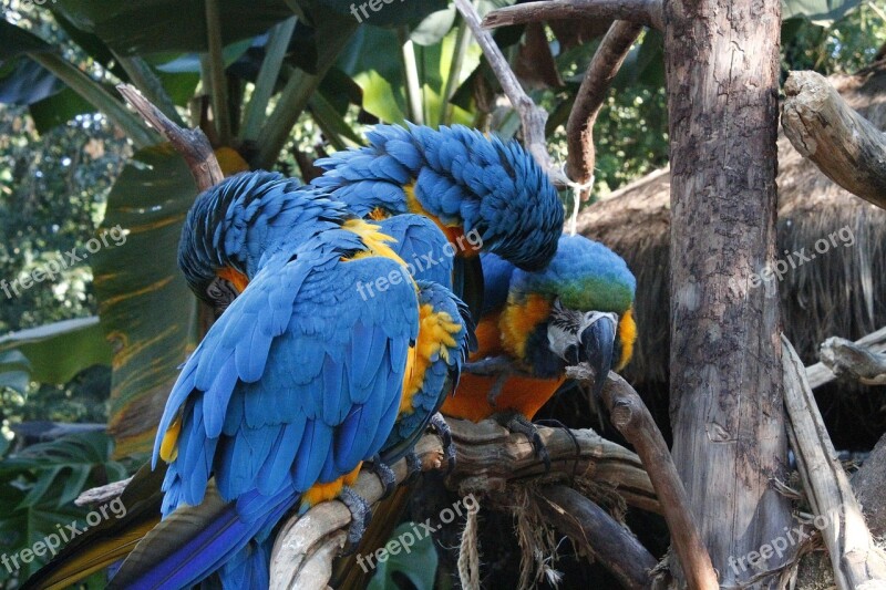 Macaws Blue Triangle Amorous Free Photos