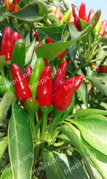 Pepper Red Green Food Healthy