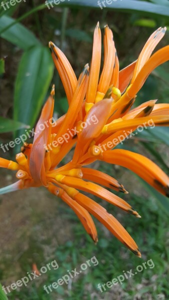 Orange Flower Flower Orange White Plant