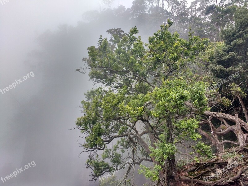 Kidaikanal Nature Mist Tree Mountain