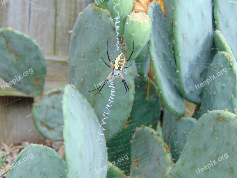 Spider Web Black And Yellow Argiope Argiope Aurantia Yellow Green