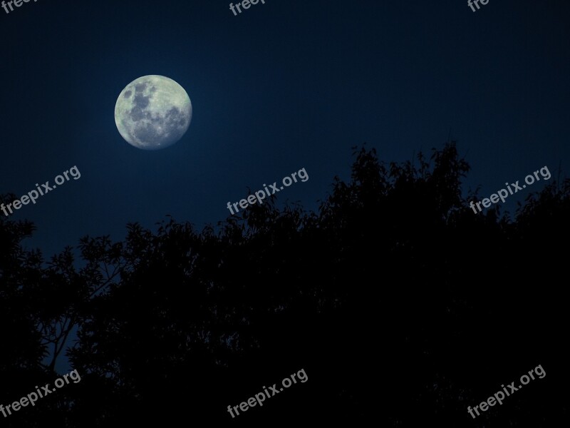 Moon Trees Nature Sky Silhouette