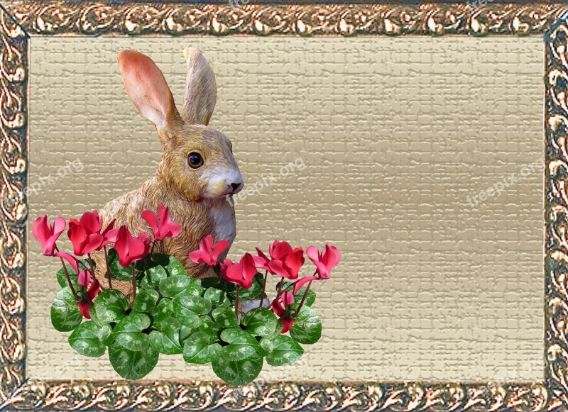 Greeting Card Rabbit Cyclamen Free Photos