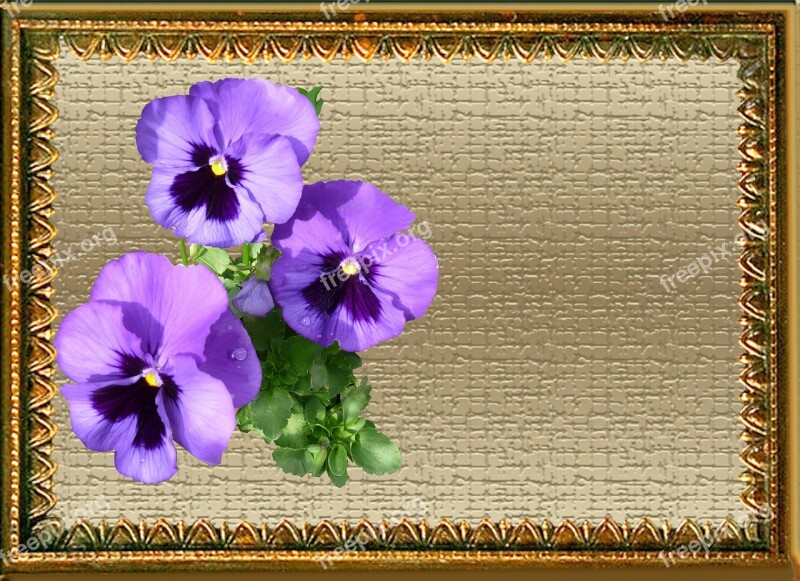 Greeting Card Purple Pansies Free Photos