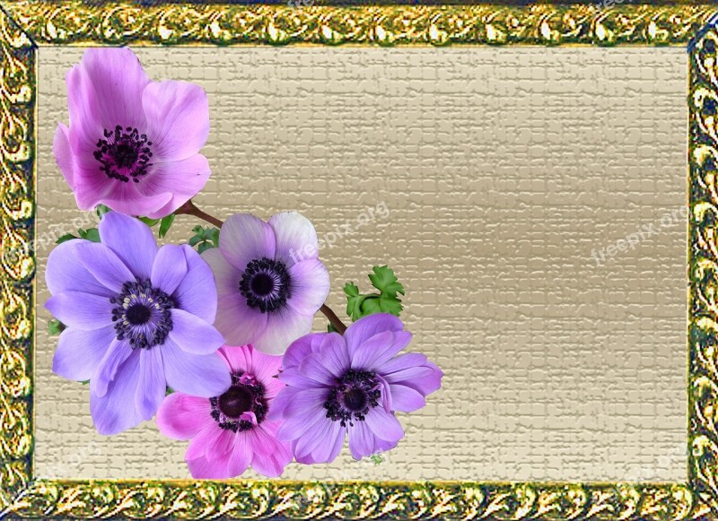 Greeting Card Anemone Flowers Free Photos