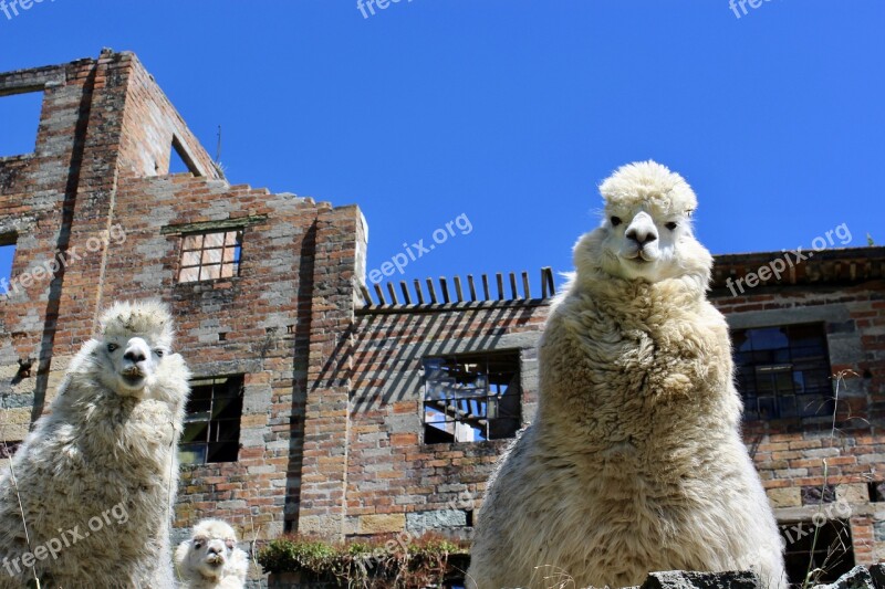 Llama Camel Alpaca Mammal Wild