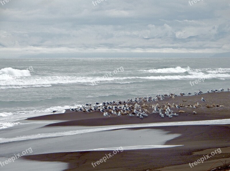 The Pacific Ocean Wave Beach Evening Gulls