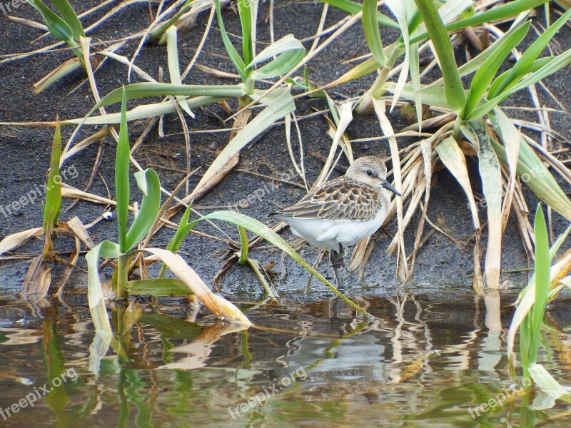 Kulik Bird Swamp Grass Sand