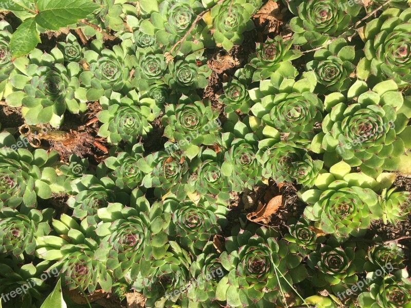 Plant Plants Green Flower Rockery