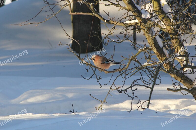 Jay Winter Snow Free Photos