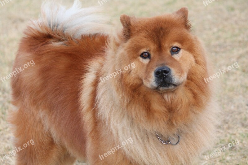 Dog Chinese Chow Fury Chow-chow Breed