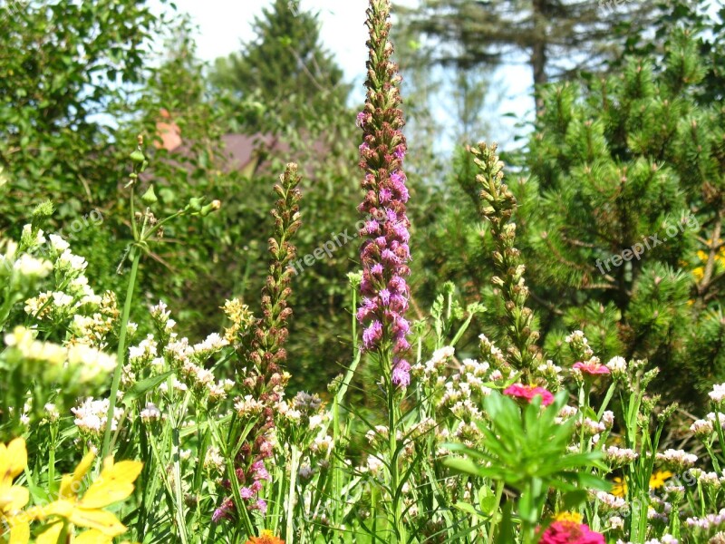 Garden Flowers Home Garden A Garden Plant Flower Summer