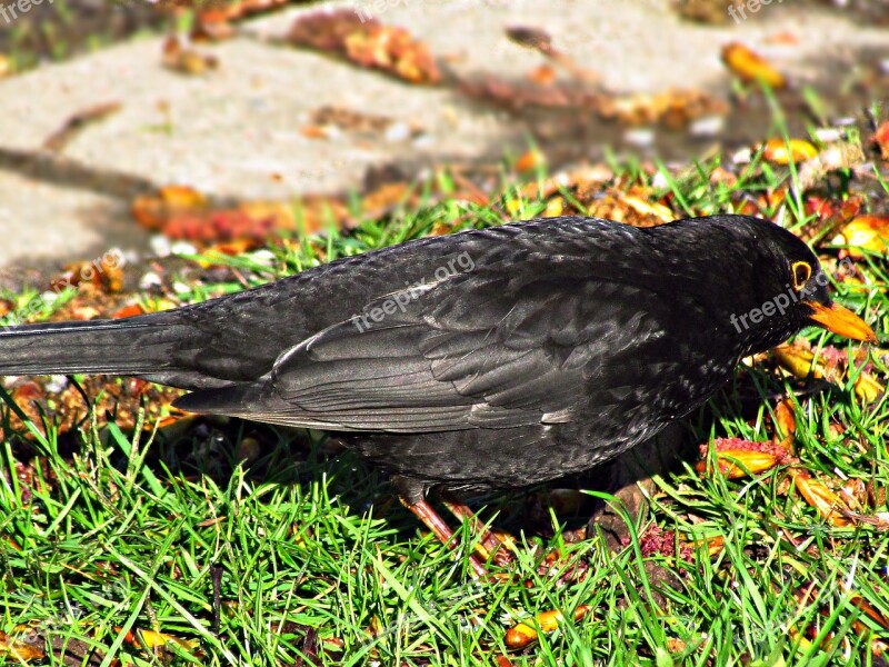 Kos Bird Birds Grass Yellow Beak