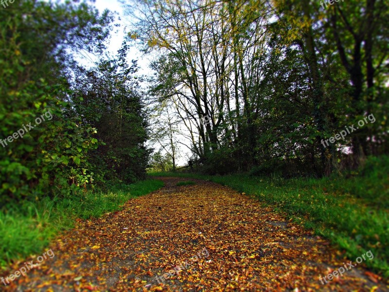 Landscape Autumn Autumn Gold Nature Tree