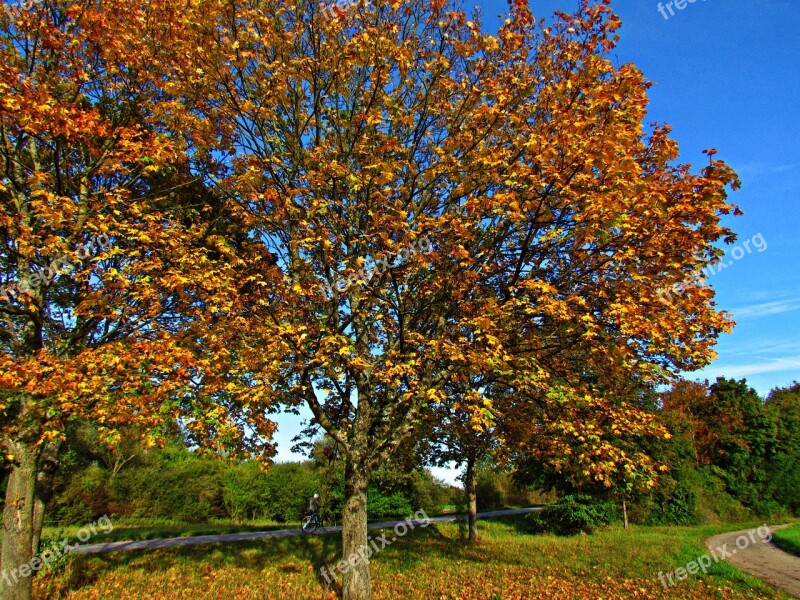 Landscape Autumn Autumn Gold Nature Tree