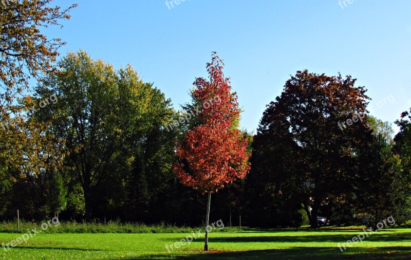 Landscape Autumn Autumn Gold Nature Tree