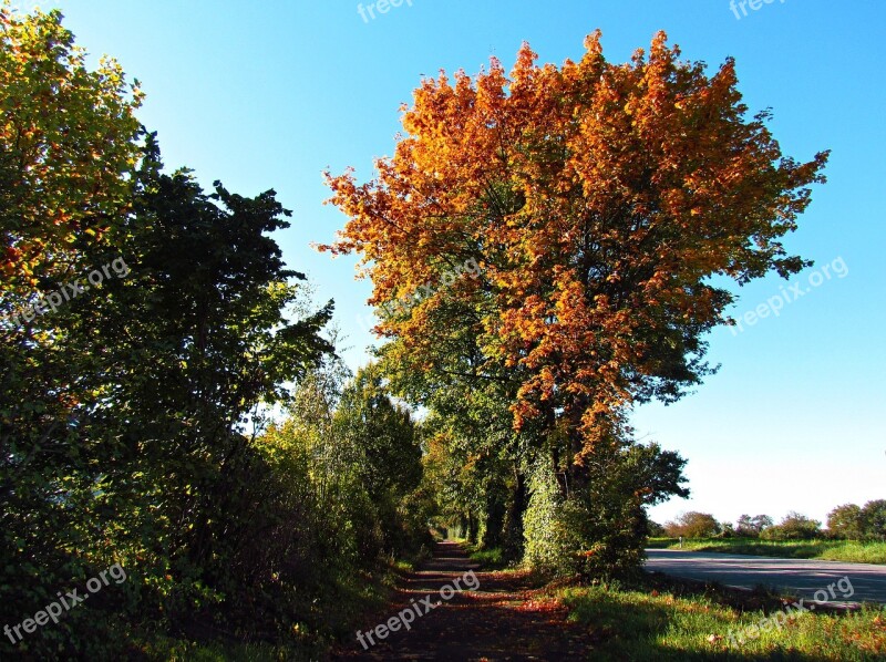 Landscape Autumn Autumn Gold Nature Tree