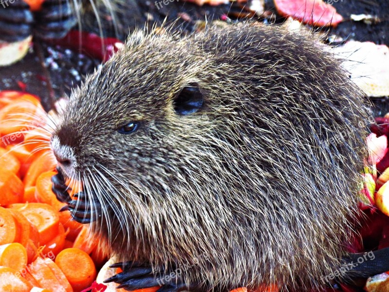 Nutria Animal Mammal Fauna Nature