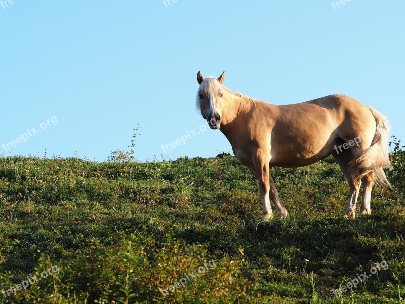 Horse Animal Nature Horse Head Pferdeportrait