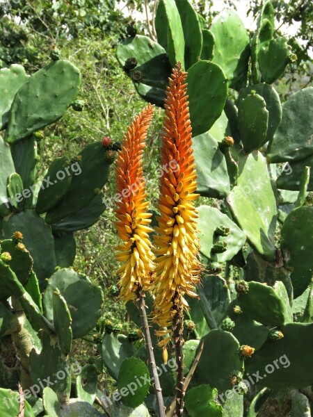 Tropical Flower Orange Yellow Flower Close Up Of Flowers Free Photos