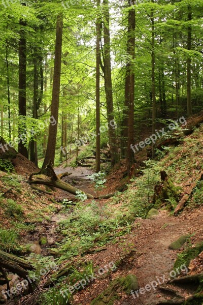 Forest Trees Nature Landscape Forests