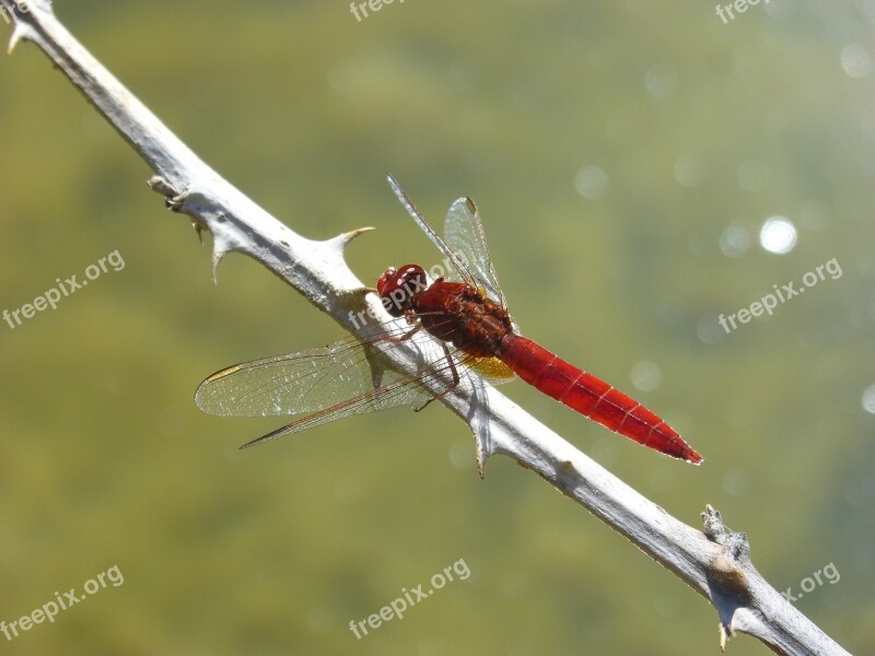 Red Dragonfly Branch Thorns Wetland Pond