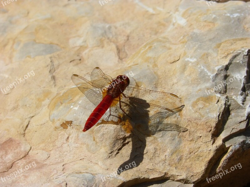 Red Dragonfly Reflection Dragonfly Trithemis Kirbyi Pipe Gilded