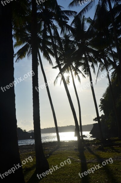 Sunset Sea Palm Against The Light Light