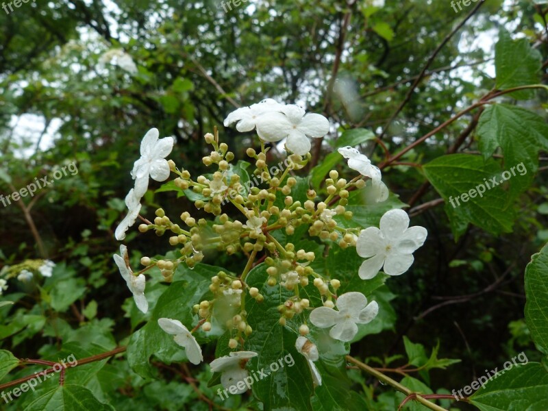 Flower White Viburnum Nature Free Photos