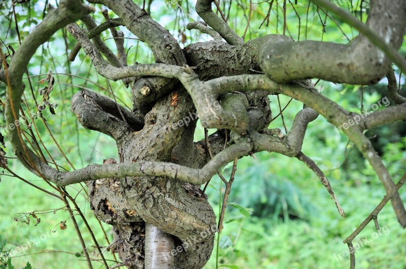 Nature Tree Bony Log Free Photos